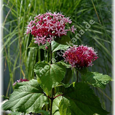 Клеродендрон (листопадный кустарник)-Clerodendrum bungei-Losbaum, Ruhmesblume