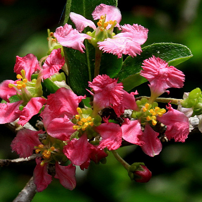 Барбадосская вишня Malpighia punicifolia