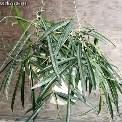 Longifolia Взрослое растение на цвету