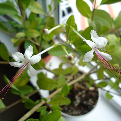 Сlerodendrum inerme golden variegata