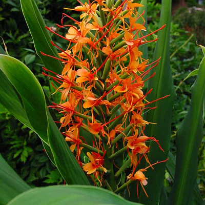 Гедихиум Hedychium coccineum Tara