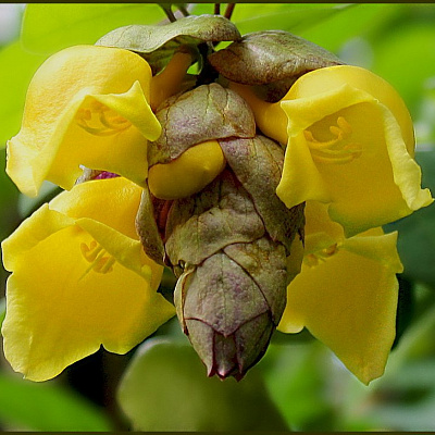 Гмелина, Клюв попугая, Gmelina philippensis