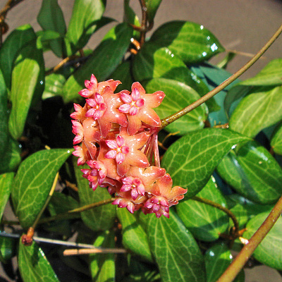 Hoya Fitchii