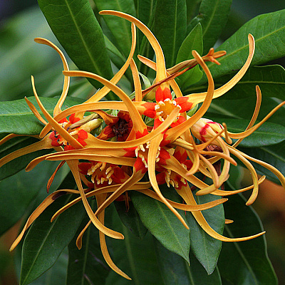 Строфант красивый Strophanthus speciosus