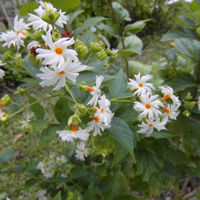 Никтантес вариегатный-Nyctanthes arbor-tristis variegata