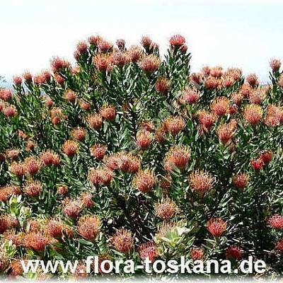 Леукоспермум (белосемянник)-Leucospermum tottum ґScarlett Ribon`-Nadelkissen