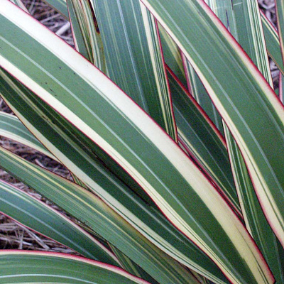 Phormium tenax Лен Новозеландский