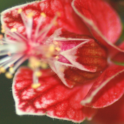 Гетея прямоцветковая-Goethea strictiflora