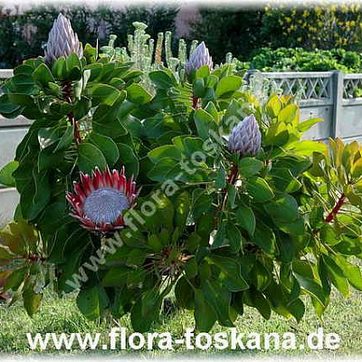 Протея-Protea cynaroides-Knigsprotea