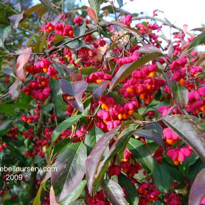 Бересклет европейский Red Cascade