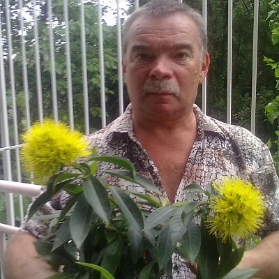  Xanthostemon chrysanthus (yellow flower)