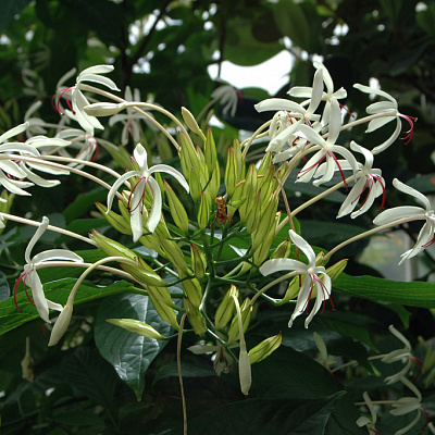 Клеродендрум минахассе-Clerodendrum minahassae