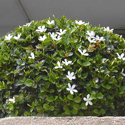 Карисса Grandiflora