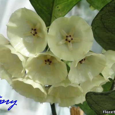 Hoya Cystiantha