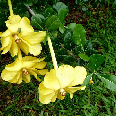 Gardenia volkensii ( Гардения трансваальская)