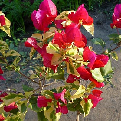 Red Variegata