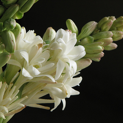 Тубероза Polanthes Tuberose