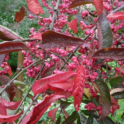 Бересклет европейский Red Cascade