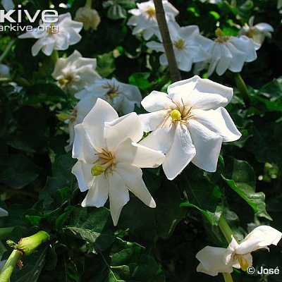 Gardenia Thunbergium Гардения Тунберга