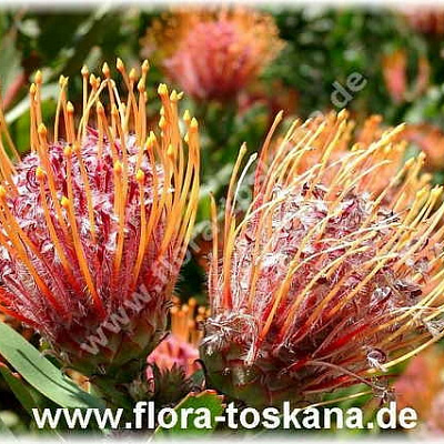 Леукоспермум (белосемянник)-Leucospermum tottum ґScarlett Ribon`-Nadelkissen