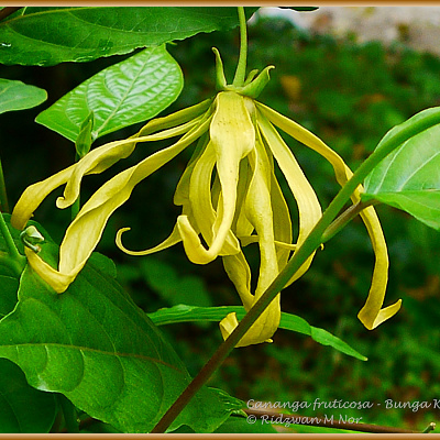 Cananga odorata var. fruticosa