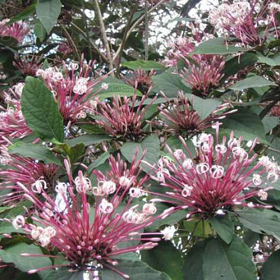 Клеродендрум Фейерверк-Clerodendrum quadriloculare