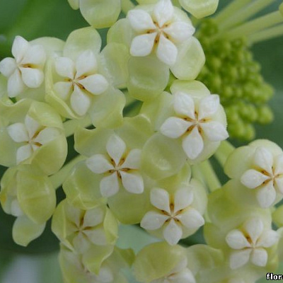 Hoya  Pachyclada