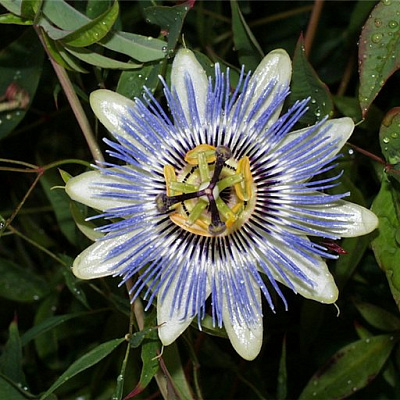 Caerulea