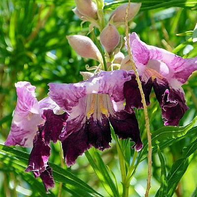 Chilopsis lineáris