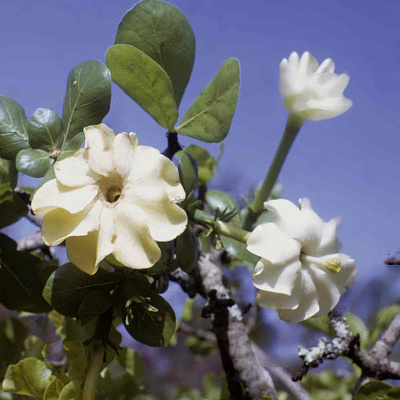 Гардения Тернифолия-Gardenia Ternifolia