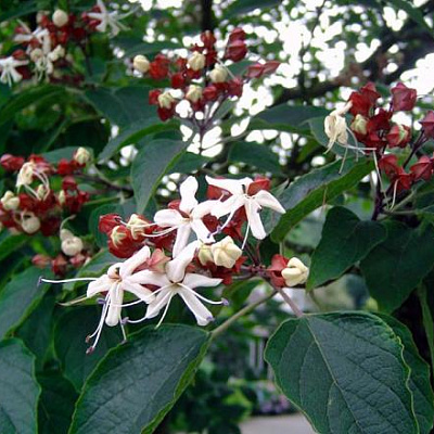 Клеродендрум трихотомум-Clerodendrum trichotomum