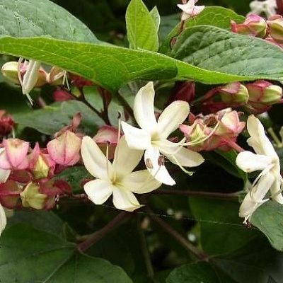 Клеродендрон трёхслойный-Clerodendrum-trichotomum Carnaval