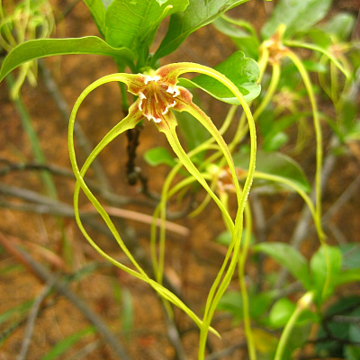 Строфантус, Strophanthus divaricatus.