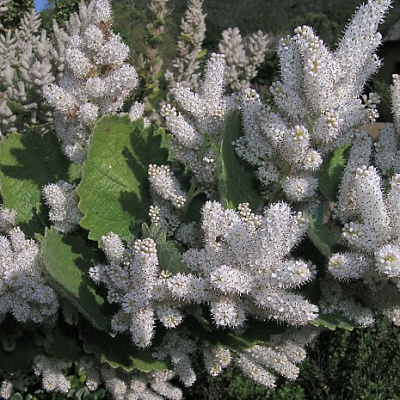 iboza tetradenia riparia