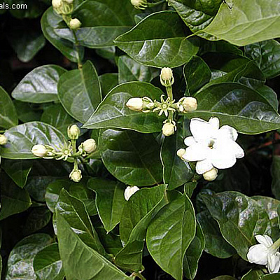 Жасмин Самбак "Орлеанская дева"-Jasminum sambac Maid Of Orleans