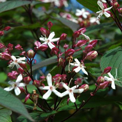 Клеродендрум трихотомум-Clerodendrum trichotomum