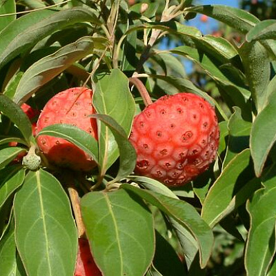 Дерен коуза 'Сатоми Компакт', Кизил японский 'Сатоми Компакт'Cornus kousa 'Pv Satomi Compact'