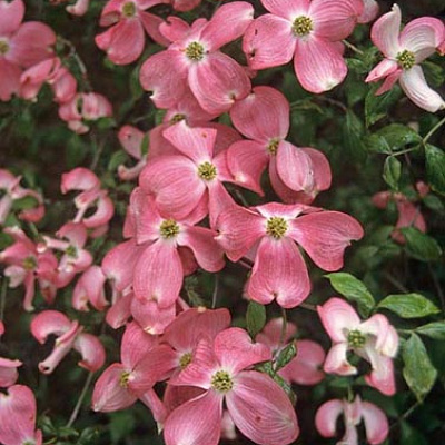 Дерен коуза 'Сатоми Компакт', Кизил японский 'Сатоми Компакт'Cornus kousa 'Pv Satomi Compact'