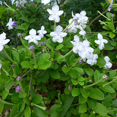 Брунфельсия isola -Brunfelsia isola