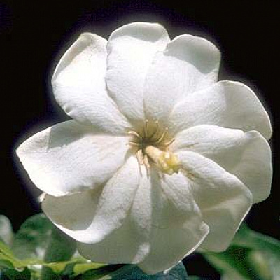 Gardenia Thunbergium Гардения Тунберга