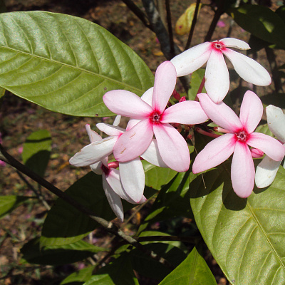 Kopsia fruticosa x pruniformis 