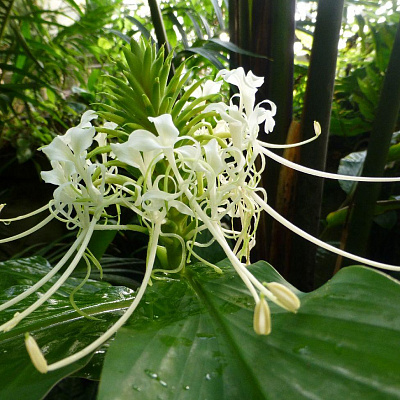 Hedychium thyrsiforme