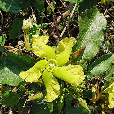 Prestonia mollis