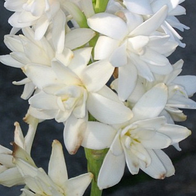 Тубероза Polanthes Tuberose