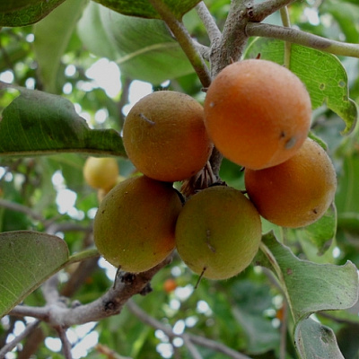 Spanish Cherry (Mimusops elengi) Испанская вишня