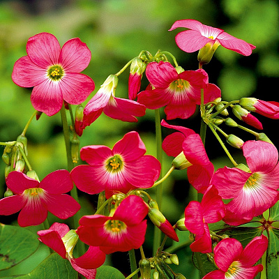 Oxalis deppei 'Iron Cross Reversed' 