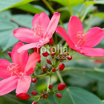 Ятрофа цельнокрайняя красная   Jatropha integerrima red