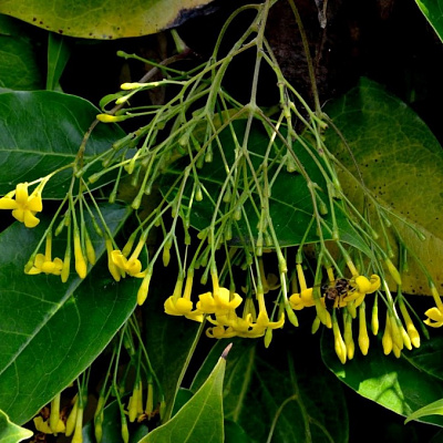 JASMINUM subhumile
