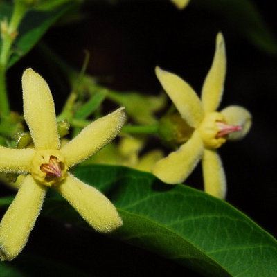 Wrightia natalensis (Райтия наталенсис)