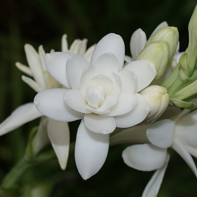 Тубероза Polanthes Tuberose